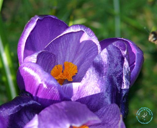 Crocus 8P76D-18.JPG